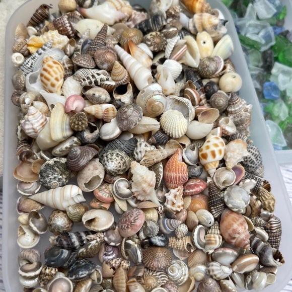 REAL BEACH SAND, SHELLS & SEA GLASS BITS CRAFTING CANDLES SOAP RESIN ART DIY LOT - Picture 12 of 17